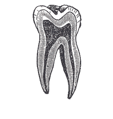 Tooth